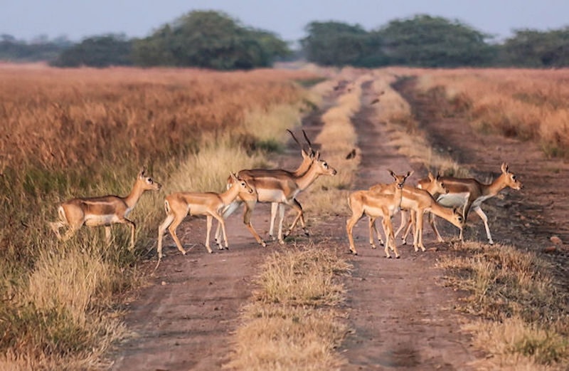 Blackbuck-National-Park.jpg