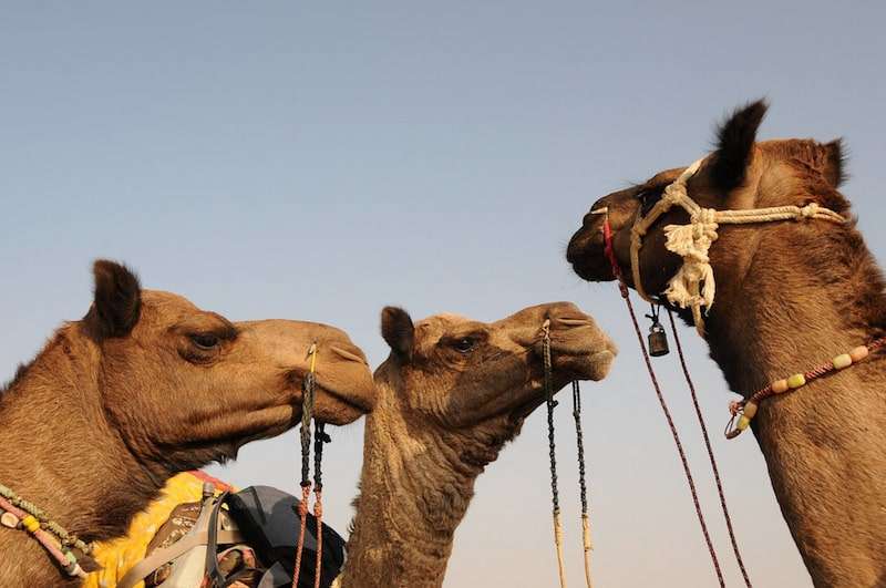 Camel-Safari-in-Jaisalmer.jpg