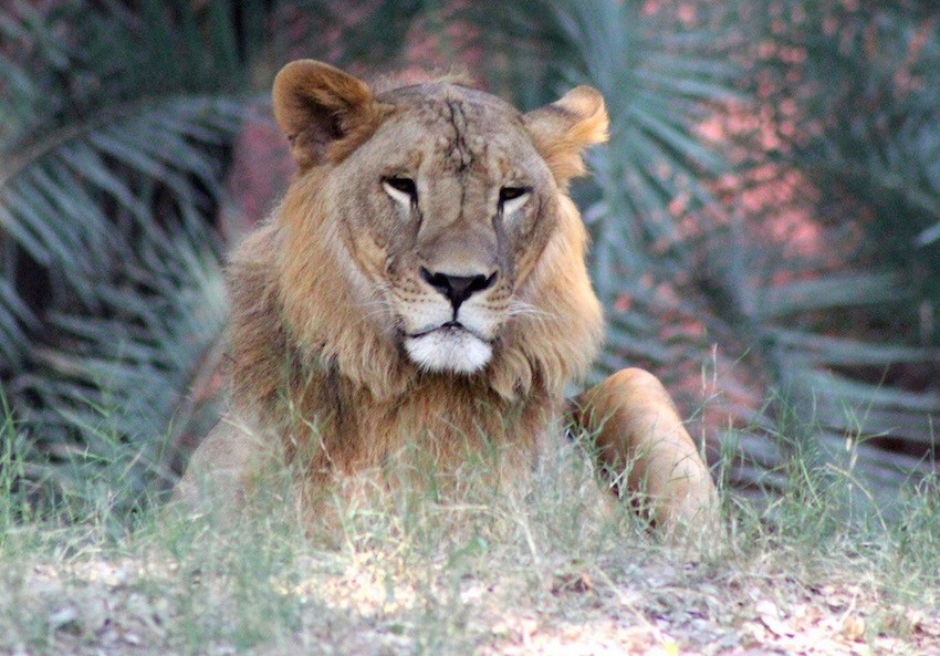 Lion in Nehru Zoological Park.jpg