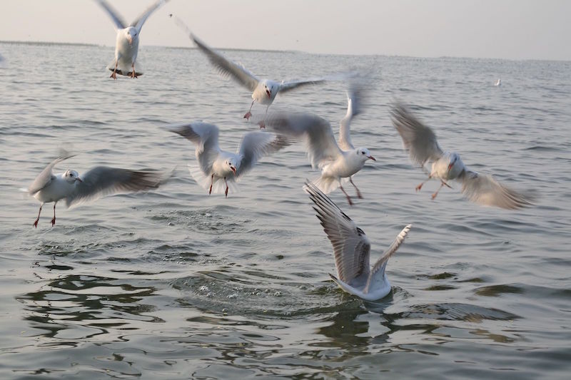 Nal-Sarovar-Bird-Sanctuary.jpg