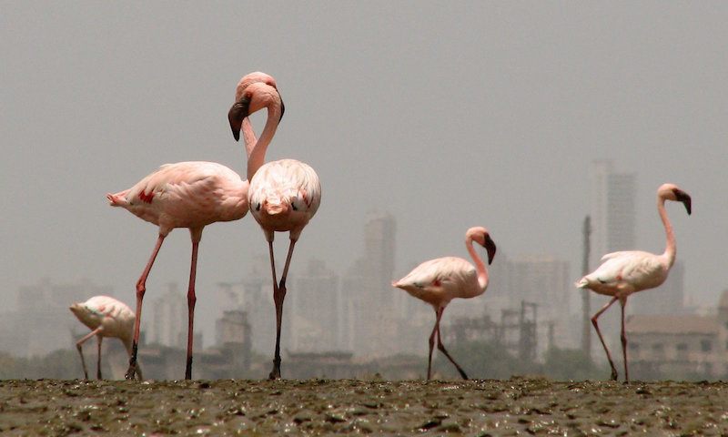 Sewri-Jetty-Flamingo-Point-Mumbai.jpg