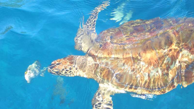 Snorkelling-in-Similan-Island.jpg