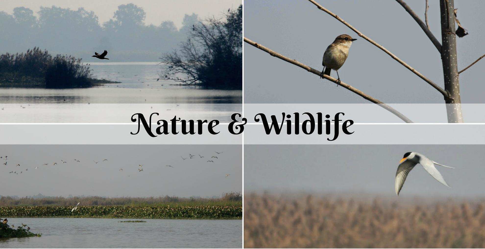 wild life at Amritsar.jpg