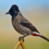 Bulbul