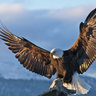 Mohit Eagle