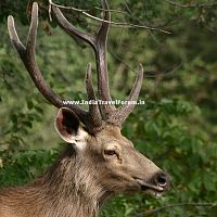 Deer Closeup At Ranthambore