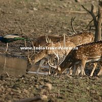 Deers Drinking Water At Ranthambore