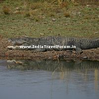 Ghadial At Ranthambore