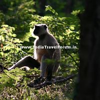 Langoor At Ranthambore