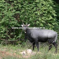 Ranthambore Wild Life