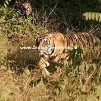 Tiger Hunting At Ranthambore