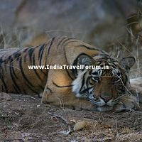 Tiger Resting At Ranthambore