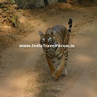 Tigress At Ranthambore Dirt Track