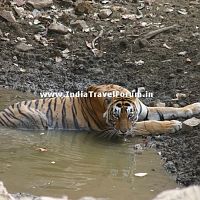 Tigress Cooling Down In Water