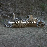 Tigress Playful At Ranthambore