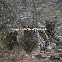 Tigress With Two Cubs At Ranthambore