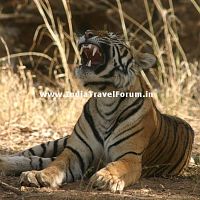 Tigress Yawns At Ranthambore