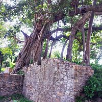 Centuries old banyan tree Bhangarh