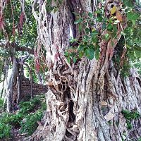 Old Banyan tree Bhangarh