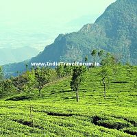 Towards Kodanad View Point