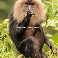 A Lion-tailed Macaque