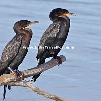A Pair Of Cormorants
