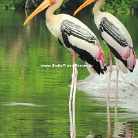 Painted Stork Couples