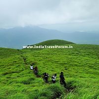 A Trek Through Grasslands