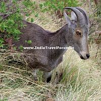 Nilgiri Tahr