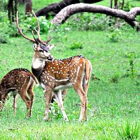 Herd Of Spotted Deer In Bandipur Forest