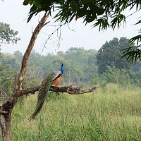 A Peacock At Bandipur