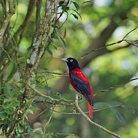 Maroon Oriole