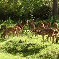 Spotted Deers Near The Highway