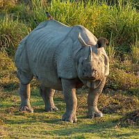 Rhino At Kaziranga - Image Courtesy @Wiki