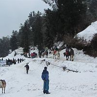 Snow At Kufri - Image Credit @ Wikimedia