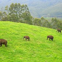Chinnar Wildlife Reserve elephants