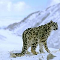 The Snow Leopard