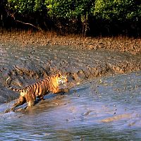Tiger at Sunderbans