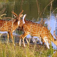 Spotted Deers - Image Credit @ Saurabh