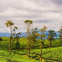 Valparai - Image Credit Wiki