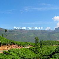 Munnar Travel Guide