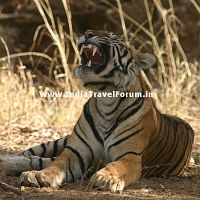 Ranthambore National Park, Tiger Reserve