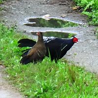 Manas National Park