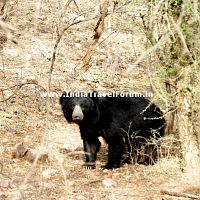 Bear At Ranthambore