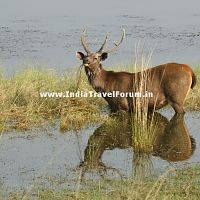 Deer At Ranthambore