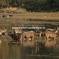 Deers At Ranthambore In Water