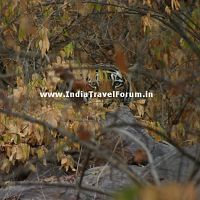 Tigeress At Ranthambore