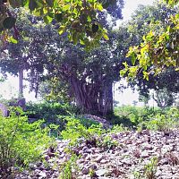 Bargad tree at Bhangarh fort