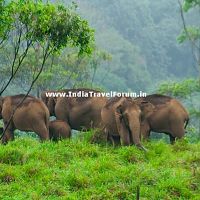 A herd of elephants