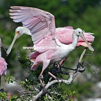 A Family Of Spoonbill